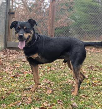 Rescue Rottweiler Dogs for Adoption in Stanstead, Quebec - Max | PetCurious