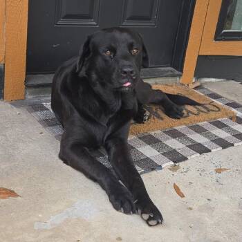 Taquito -  Black Labrador Retriever Dog for Adoption in Houston, Texas - Taquito | PetCurious