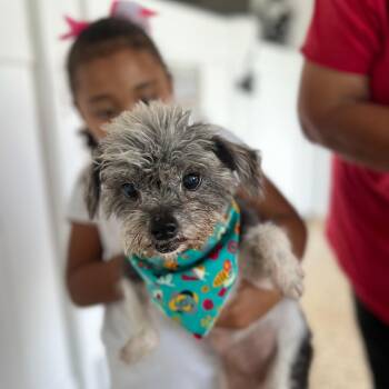 Rescue Yorkshire Terrier Dogs for Adoption in Humacao, Humacao - Labubu | PetCurious