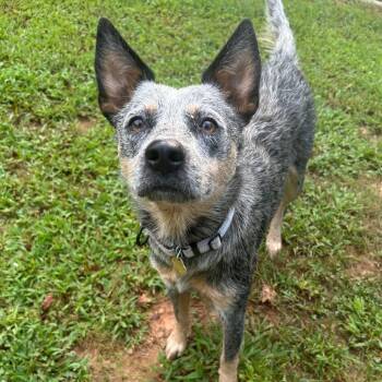 Ximera -  Australian Cattle Dog Blue Heeler Dog for Adoption in Lakewood Ranch, Florida - Ximera | PetCurious