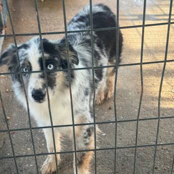 Skye -  Australian Shepherd Dog for Adoption in Anahuac, Texas - Skye | PetCurious
