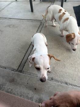 Dachshund and Corgi Dogs Available for Adoption in Manhattan Beach, California - Mr. Rosco Osco!! | PetCurious