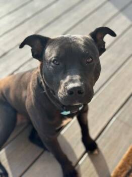 Pit Bull Terrier and Mixed Breed Dogs Available for Adoption - Storm | PetCurious