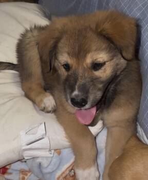 Raven -  German Shepherd Dog Dog for Adoption in Deming, New Mexico - Raven | PetCurious