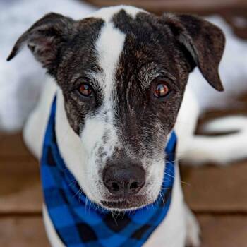 Greyhound and Australian Cattle Dog Blue Heeler Dogs Available for Adoption in Williamsburg, Ontario - Ares | PetCurious