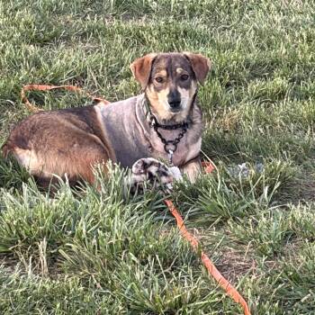 Mixed Breed Dogs Available for Adoption in Thibodaux, Louisiana - Hope  | PetCurious