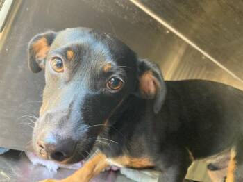 Mixed Breed Dogs Available for Adoption in Dallas, Texas - TROY | PetCurious