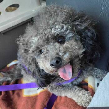 Miniature Poodle Dogs Available for Adoption in Cedar Rapids, Iowa - Fern | PetCurious