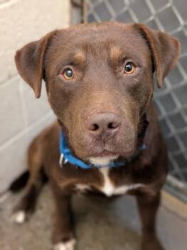 Fudge -  Chocolate Labrador Retriever Dog for Adoption in Fort Collins, Colorado - Fudge | PetCurious