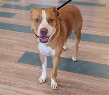 Pit Bull Terrier Dogs Available for Adoption in Baytown, Texas - RUGAR | PetCurious