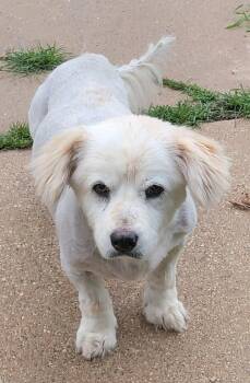 Dooney -  Corgi Dog for Adoption in Van Alstyne, Texas - Dooney | PetCurious