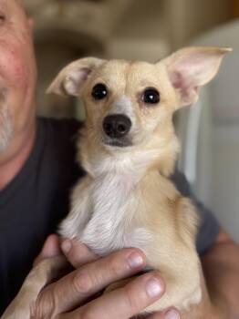 Matilda -  Chihuahua Dog for Adoption in Henderson, Nevada - Matilda | PetCurious