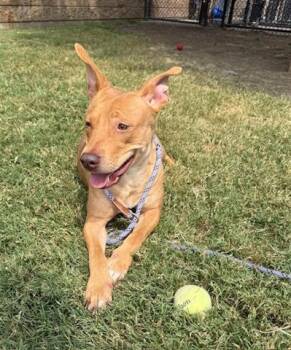 Rescue Pit Bull Terrier and Mixed Breed Dogs for Adoption in Tulsa, Oklahoma - PRINCESS | PetCurious