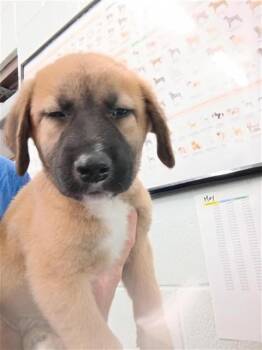 Labrador Retriever and Mixed Breed Dogs Available for Adoption in Corpus Christi, Texas - MISSOURI | PetCurious