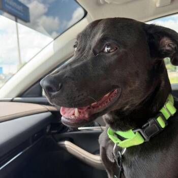 Bao Bun -  Mixed Breed Dog for Adoption in Bentonville, Arkansas - Bao Bun | PetCurious