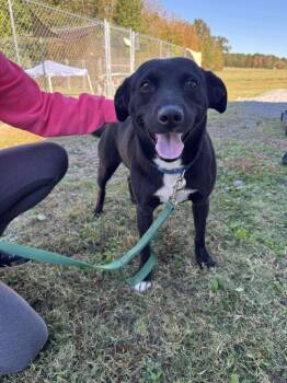 Rescue Labrador Retriever and Terrier Dogs for Adoption in Camden, Tennessee - Teddy | PetCurious
