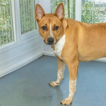 STELLA -  Australian Cattle Dog Blue Heeler and Mixed Breed Dog for Adoption in St. Louis, Missouri - STELLA | PetCurious