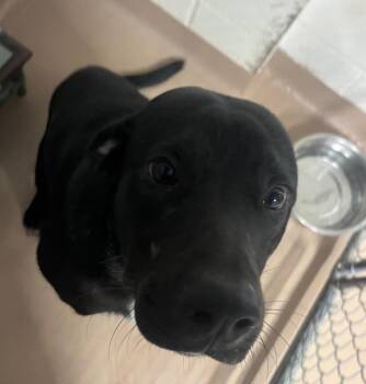 Ozzy -  Labrador Retriever Dog for Adoption in Nacogdoches, Texas - Ozzy | PetCurious
