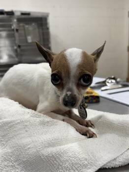 Chihuahua Dogs Available for Adoption - LIKA | PetCurious