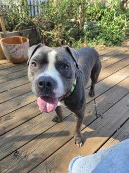 Rescue Mixed Breed Dogs for Adoption in Cincinnati, Ohio - Beef Stock | PetCurious