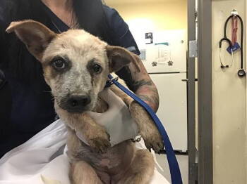 Rescue Australian Cattle Dog Blue Heeler Dogs for Adoption in Sebec, Maine - LUCY | PetCurious