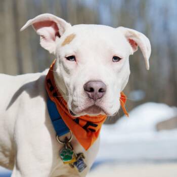 Pit Bull Terrier Dogs Available for Adoption - Zero | PetCurious