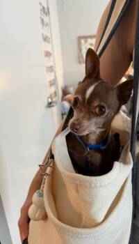 Chihuahua Dogs Available for Adoption - Lammy | PetCurious