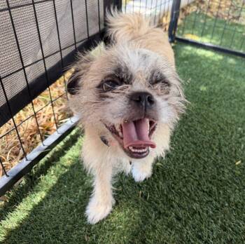 Fleur -  Pug and Terrier Dog for Adoption in Canutillo, Texas - Fleur | PetCurious