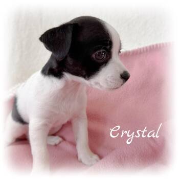Crystal -  Terrier and Chiweenie Dog for Adoption in Tulsa, Oklahoma - Crystal | PetCurious