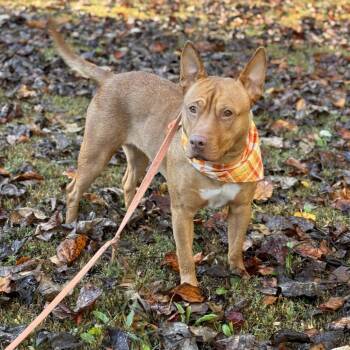 Rescue Mixed Breed Dogs for Adoption in Gloucester, Virginia - Candy Corn | PetCurious
