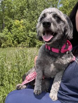 Poodle Dogs Available for Adoption in Cleveland, Ohio - Sadie May | PetCurious