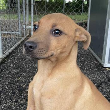 Terrier and Mixed Breed Dogs Available for Adoption in Eureka Springs, Arkansas - Otto | PetCurious