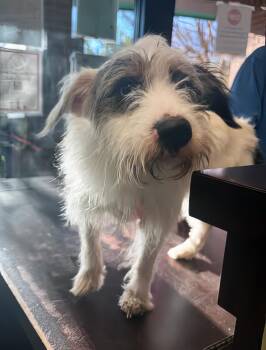 Rescue Mixed Breed Dogs for Adoption in Nashville, Tennessee - Egg Salad | PetCurious