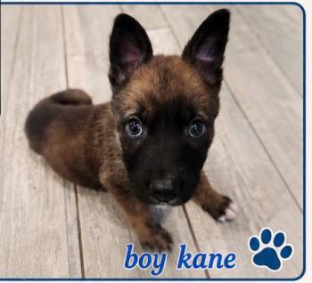 Dutch Shepherd and Husky Dogs Available for Adoption in Fort Lauderdale, Florida - Kane | PetCurious