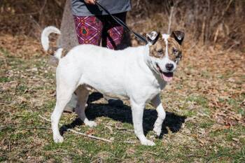 Shepherd Dogs Available for Adoption - Dr. Pepper | PetCurious