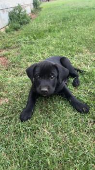SPONSOR OR FOSTER ME - Landon -  Labrador Retriever Dog for Adoption in Grafton, Wisconsin - SPONSOR OR FOSTER ME - Landon | PetCurious