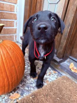Rescue Labrador Retriever Dogs for Adoption in Lewisville, Indiana - Goose | PetCurious