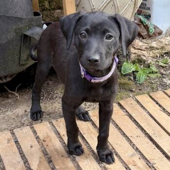 Ella RR -  Mixed Breed Dog for Adoption in South Portland, Maine - Ella RR | PetCurious