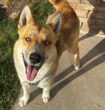 Rescue Siberian Husky Dogs for Adoption in Golden, Colorado - Loki | PetCurious