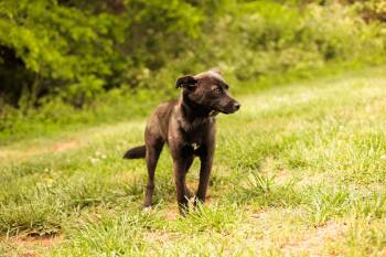 Mixed Breed Dogs Available for Adoption in Gradyville, Kentucky - Vivie | PetCurious