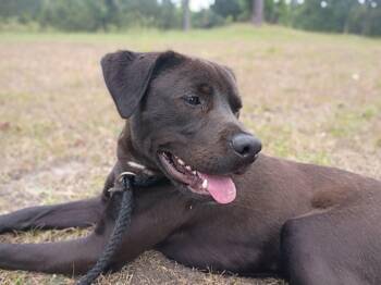 Shadow -  Mixed Breed Dog Available for Adoption in Myrtle Beach, South Carolina - Shadow | PetCurious
