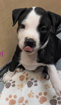 Calypso -  Mixed Breed Dog for Adoption in Warren, Michigan - Calypso | PetCurious