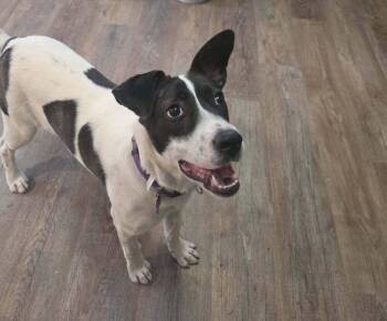 Lyla -  Plott Hound and Mixed Breed Dog for Adoption in Colorado Springs, Colorado - Lyla | PetCurious