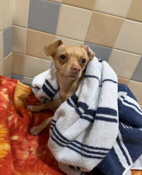 Mixed Breed Dogs Available for Adoption in Longmont, Colorado - Canelo | PetCurious