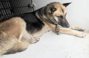 A659091 -  German Shepherd Dog Dog for Adoption in Houston, Texas - A659091 | PetCurious