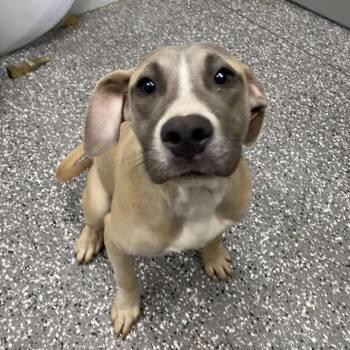 Rescue Pit Bull Terrier Dogs for Adoption in Parkersburg, West Virginia - Jack Gilligan | PetCurious