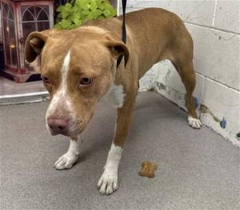 Pit Bull Terrier and Mixed Breed Dogs Available for Adoption in San Bernardino, California - BRIAR | PetCurious