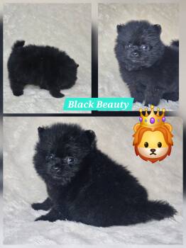 Pomeranian Dogs Available for Sale in Laredo, Texas - Black Beauty | PetCurious