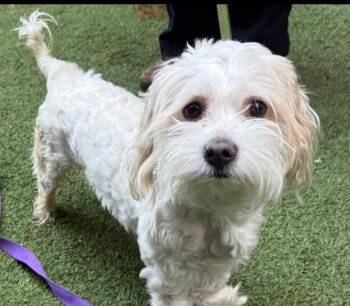 Benji -  Maltese Dog for Adoption in Merrimac, Massachusetts - Benji | PetCurious