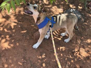 Rescue Shepherd Dogs for Adoption in Chinle, Arizona - Wiley Smiley | PetCurious
